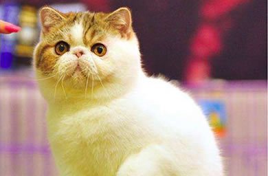 <b>如果你想让加菲猫变胖，你必须注意加菲猫的饮食</b>