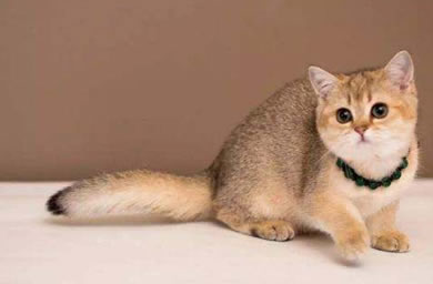 金渐层猫和银渐层猫你更喜欢哪一品种？