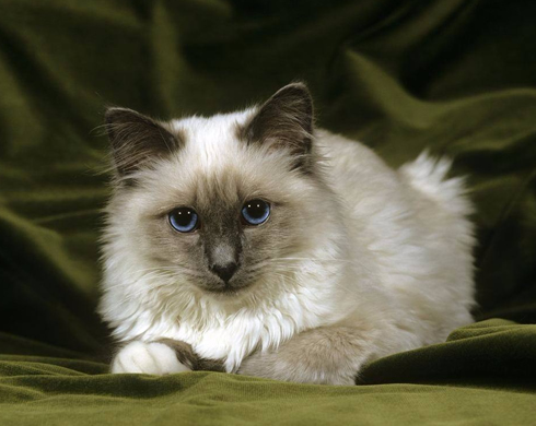 <b>注意：如果缅甸猫猫患了视网膜萎缩症该怎么办呢？</b>