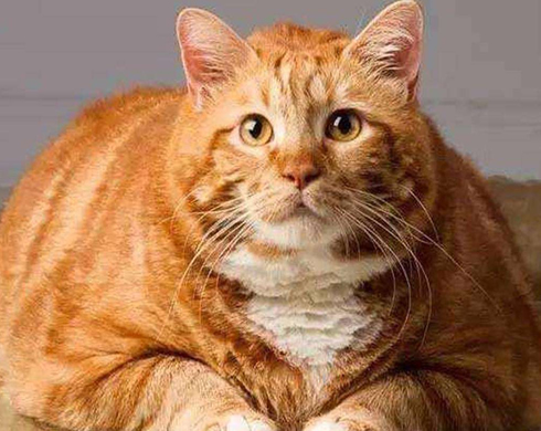 <b>十个橘宠物猫九个胖！橘宠物猫是什么品种？</b>
