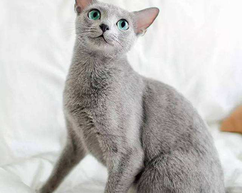 <b>俄罗斯蓝猫毛发如何护理，具体的过程你们都了解吗？</b>