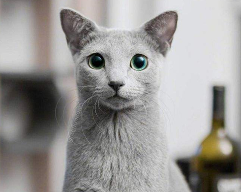 <b>俄罗斯蓝猫咪的到底多少钱一只呢？</b>
