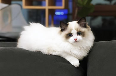 南京市钻石猫舍出售布偶猫,布偶猫多少钱,送货上门,全国包邮