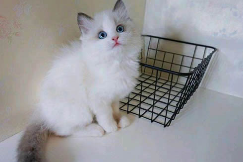 芜湖出售布偶猫-布偶猫哪里买-布偶猫多少钱-保证品质-全国送货上门