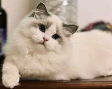 怎样把布偶猫养漂亮？