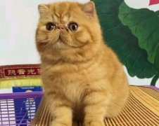 为什么加菲猫总是在哭?