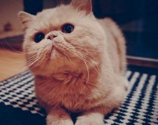 宠物猫寿命:加菲猫能活多久?