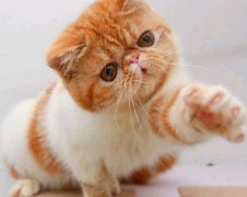 “加菲猫蛋白缺乏症”的临床表现及治疗