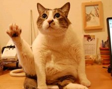 你怎么知道加菲猫便秘了?如何缓解症状?