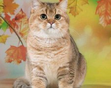 金渐层猫患上抑郁的几个病因？