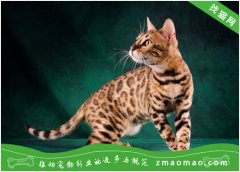 为什么很少人养孟加拉豹猫 你看到的豹猫可能是真的豹猫！