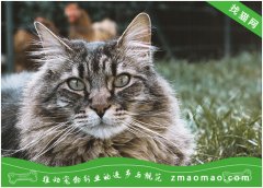 西伯利亚猫与缅因猫有什么区别 二者区别介绍