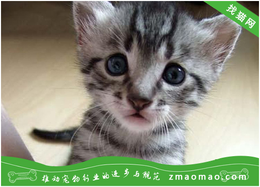 中国狸花猫多少钱 狸花猫价格