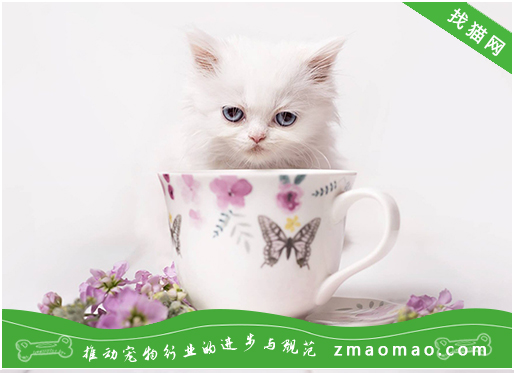 茶杯猫多少钱一只 茶杯猫价格介绍