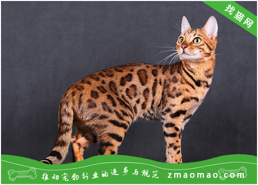 热带草原猫多少钱 萨凡猫价格