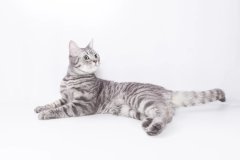 银渐层猫怎么看品相 银渐层猫品相特征