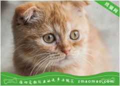中华田园猫有哪些品种 中华田园猫品种大全