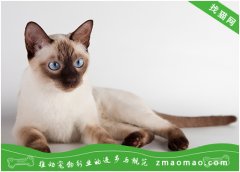暹罗猫多少钱一只 暹罗猫价格图片
