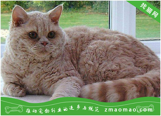 如何治疗暹罗猫的拉肚子？