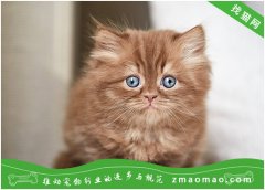 维生素对缅甸猫有什么作用？