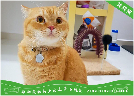 维生素对日本短尾猫有什么作用？