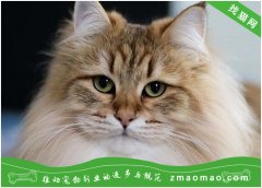宠物猫泌尿系统疾病超声检查方法