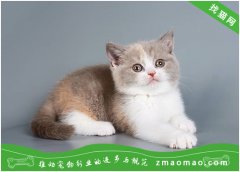 宠物猫黄疸（猫高胆红素血症）的症状及治疗方法