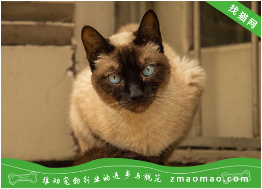 宠物猫之暹罗猫品种介绍