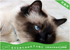 宠物猫之伯曼猫（缅甸圣猫）品种介绍