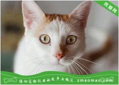 宠物猫之土耳其梵猫品种介绍