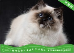 宠物猫之巴厘猫品种介绍