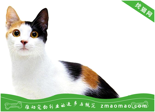 宠物猫之马恩岛猫品种介绍