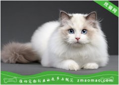 【猫饭攻略】自制猫咪绿豆燕麦酥饼