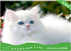 【猫饭攻略】自制猫咪香米鸡丝小鱼干