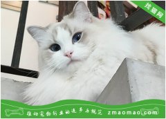【猫饭攻略】自制猫咪豌豆虾仁饭