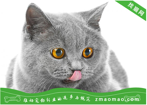 【猫饭攻略】自制猫咪菠菜鸡肉饭