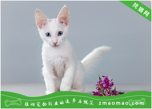 为什么那么多人喜欢养东方猫？10个原因告诉你