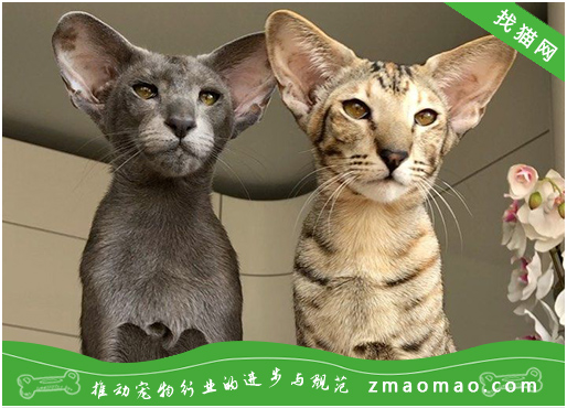 东方猫身体有虫的表现，如何给东方猫驱虫？