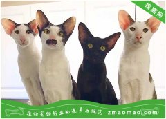 为什么那么多人喜欢养东方猫？10个原因告诉你