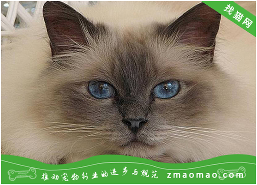 如何训练伯曼猫用猫砂给刚买的伯曼猫上厕所