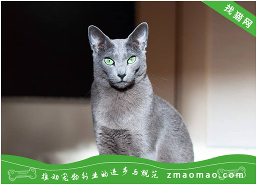 俄罗斯蓝猫眼屎多是上火还是炎症？