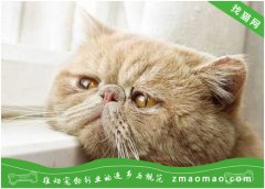 如何训练刚买的加菲猫用猫砂上厕所