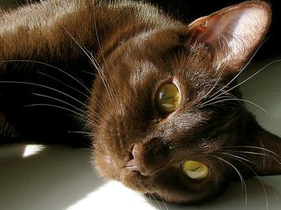 哈瓦那棕猫多久洗一次澡？经常洗澡对皮肤有影响吗？