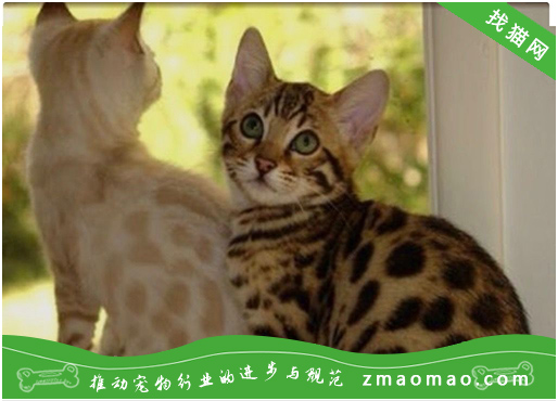 孟加拉豹猫为什么会得皮肤湿疹，孟加拉豹猫的湿疹如何治疗？