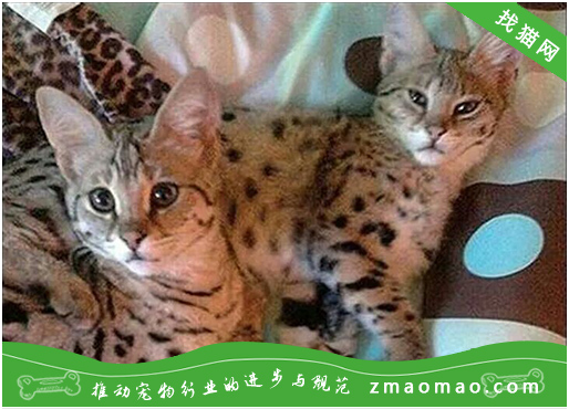 孟加拉豹猫身体有虫的表现，如何给孟加拉豹猫驱虫？