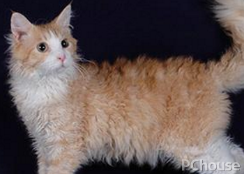 拉邦猫身体有虫的表现，如何给拉邦猫驱虫？