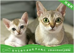 如何训练新加坡猫不再护食