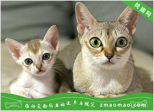 如何判断新加坡猫是否怀孕？新加坡猫怀孕需要注意什么？