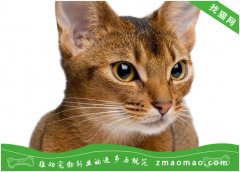 新手养新加坡猫的六大注意事项，你做好了吗？
