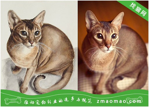 如何训练新加坡猫用猫砂给刚买的新加坡猫上厕所
